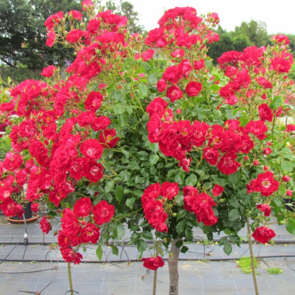 Rambling Rosie Weeping Standard Rose