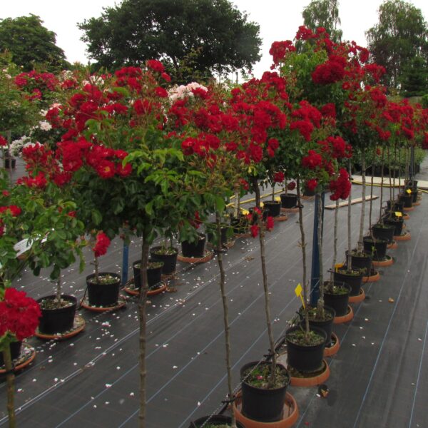 Rambling Rosie Weeping Standard Rose