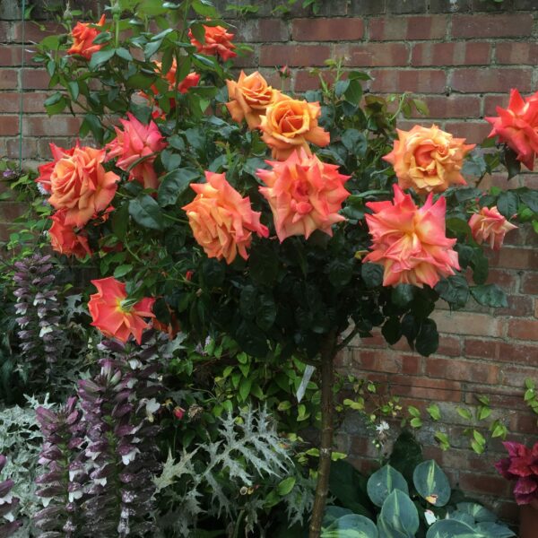 Remember Me Standard Rose