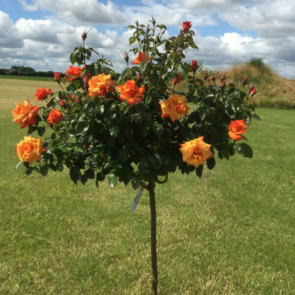 Remember Me Standard Rose