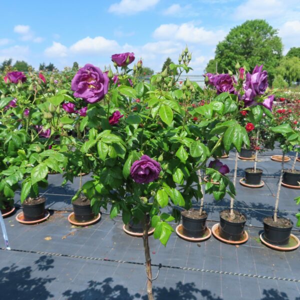 Rhapsody in Blue Standard Rose