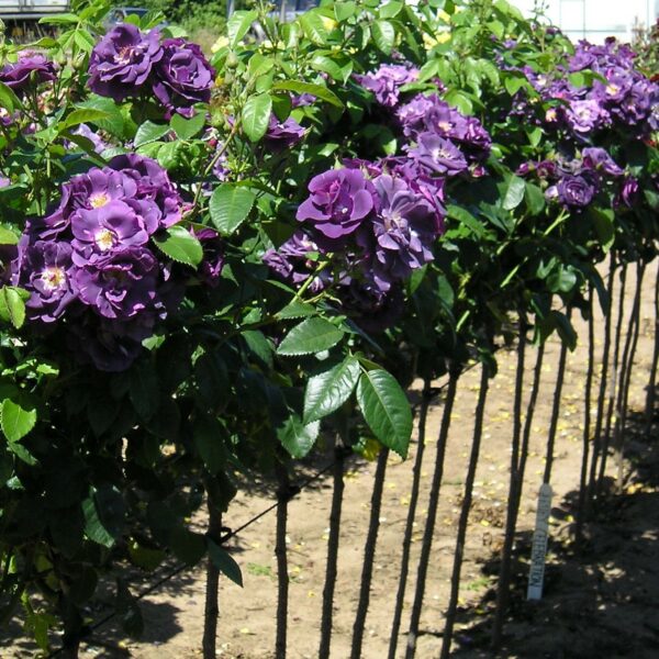 Rhapsody in Blue Standard Rose