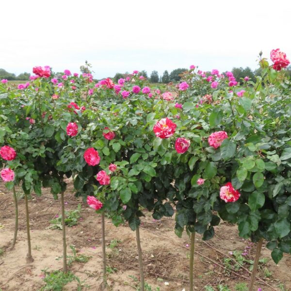 Rock and Roll Standard Rose