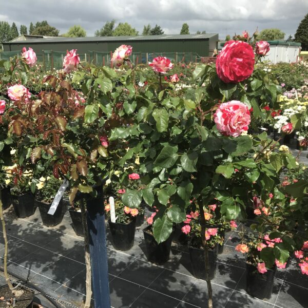 Rock and Roll Standard Rose