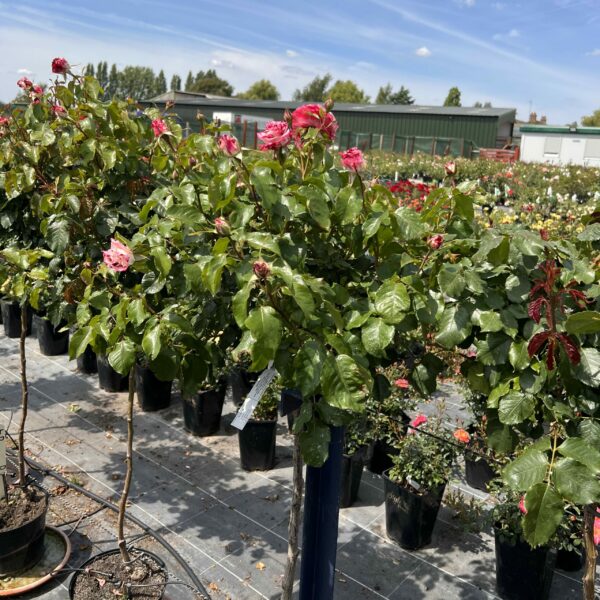 Rock and Roll Standard Rose