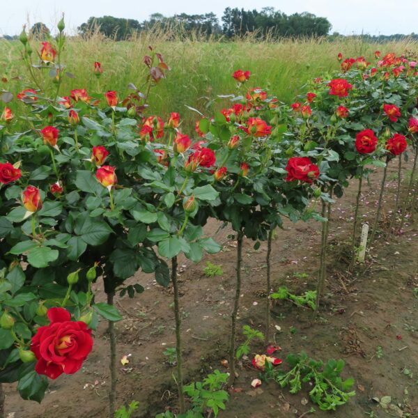 Snazzee Standard Rose