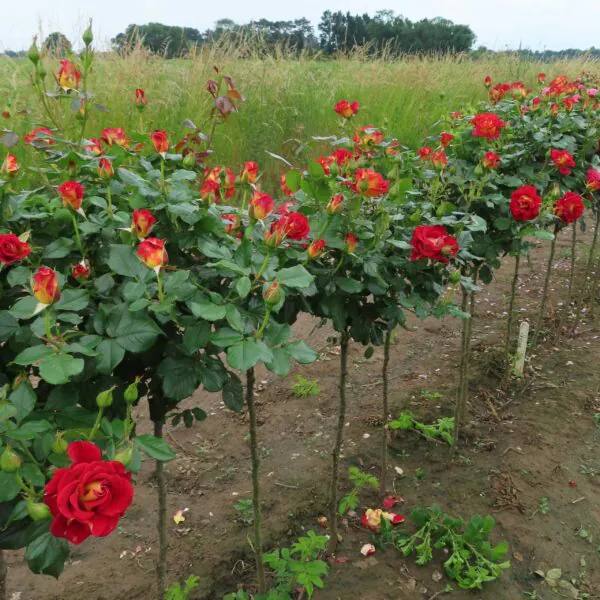 Snazzee Standard Rose