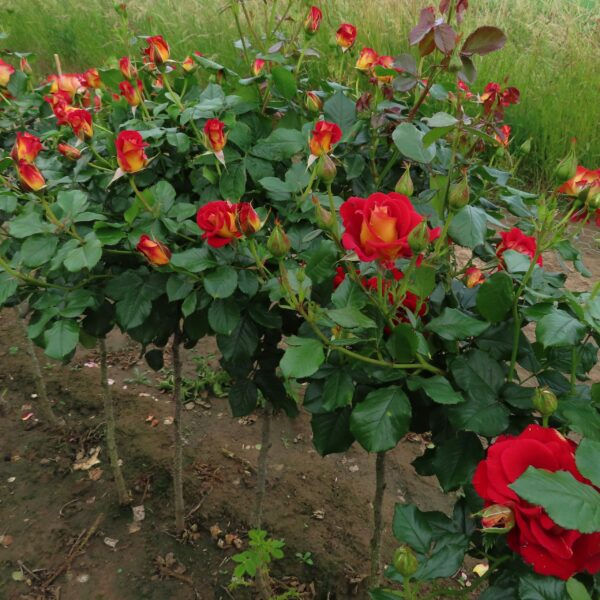 Snazzee Standard Rose