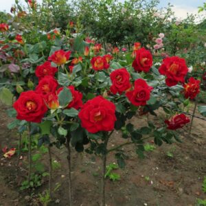 Snazzee Standard Rose