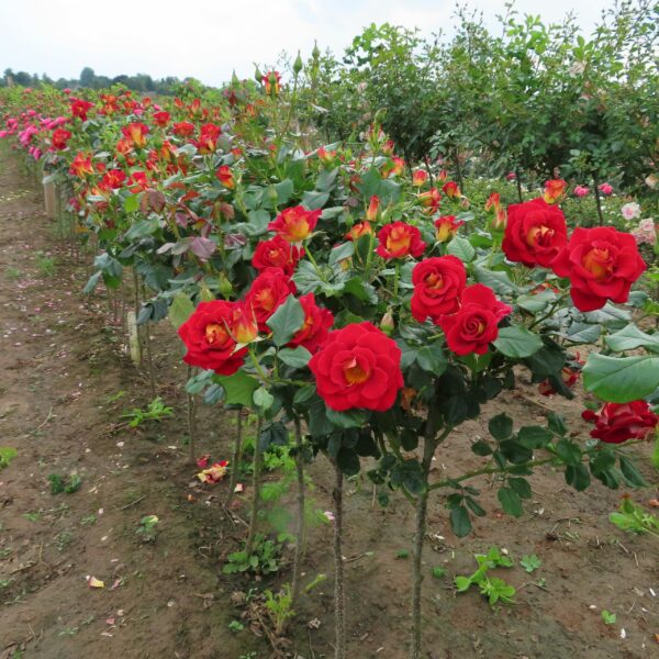 Snazzee Standard Rose