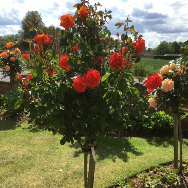 Super Trouper Standard rose