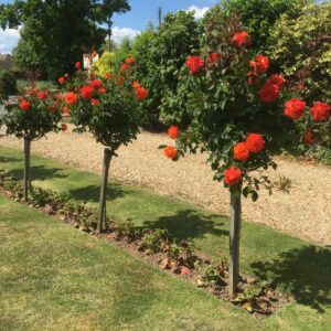Super Trouper Standard rose