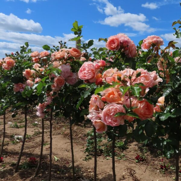 Sweet Jessica Standard Rose