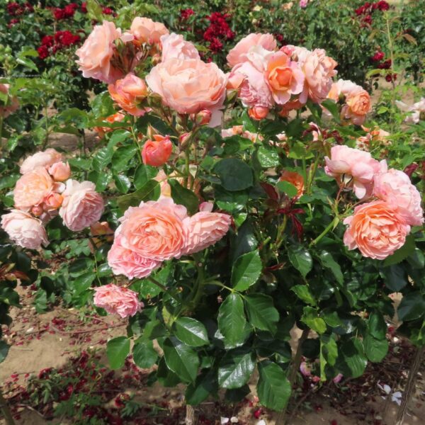 Sweet Jessica Standard Rose