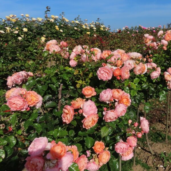 Sweet Jessica Standard Rose