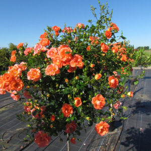 Tango Showground Weeping Standard Rose - Image 3