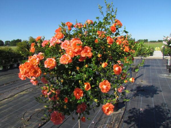 Tango Showground Weeping Standard Rose