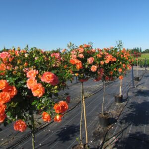Tango Showground Weeping Standard Rose - Image 4