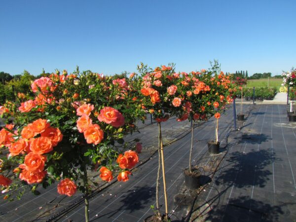 Tango Showground Weeping Standard Rose