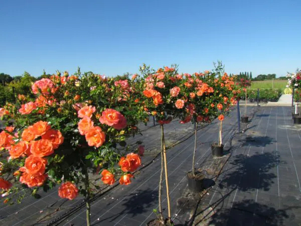Tango Showground Weeping Standard Rose