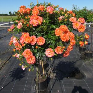 Tango Showground Weeping Standard Rose