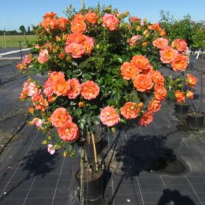 Tango Showground Weeping Standard Rose
