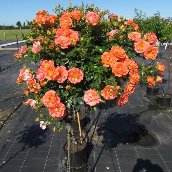 Tango Showground Weeping Standard Rose