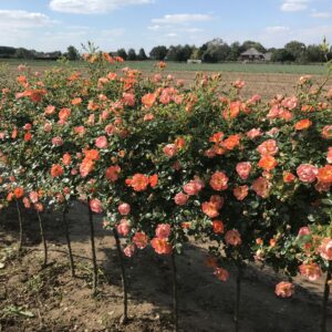 Tango Showground Weeping Standard Rose - Image 2
