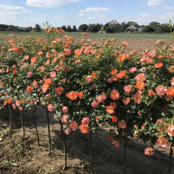 Tango Showground Weeping Standard Rose