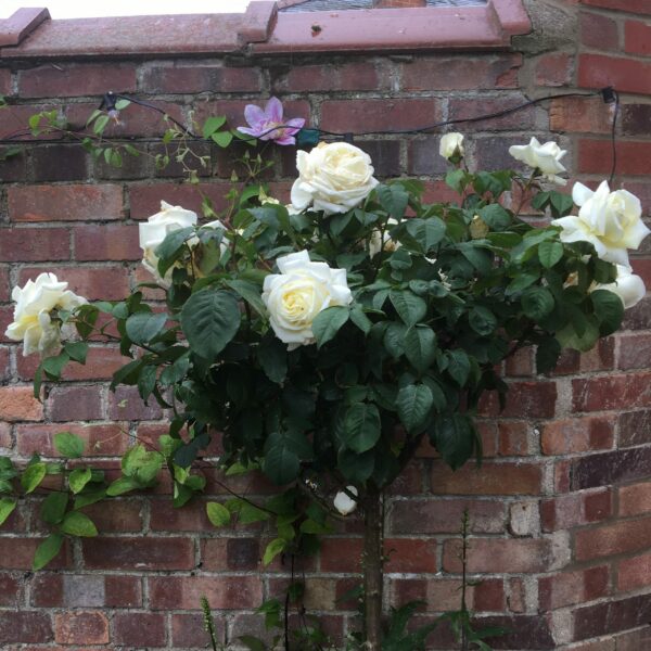 The Diamond Wedding Rose Standard Rose
