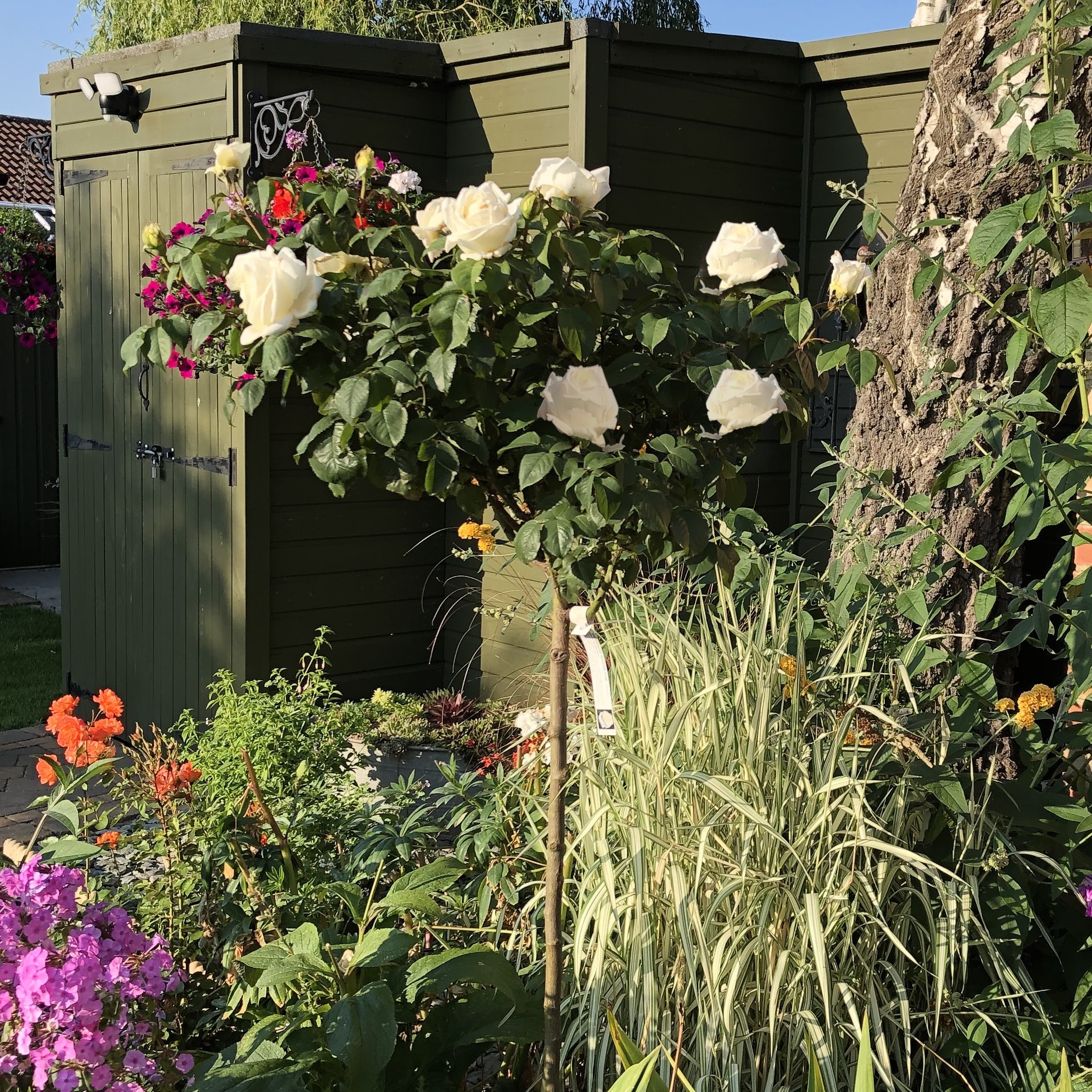 The Diamond Wedding Rose Standard Rose The Diamond Wedding Rose Standard Rose