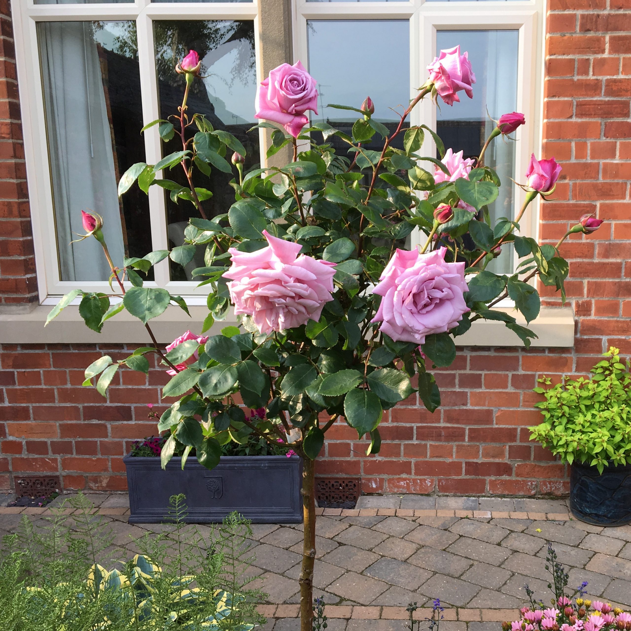 Twice in a Blue Moon Standard Rose Twice in a Blue Moon Standard Rose