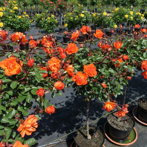 Wild Fire Standard Rose