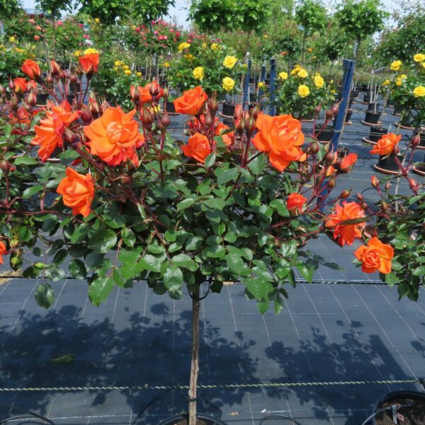 Wild Fire Standard Rose