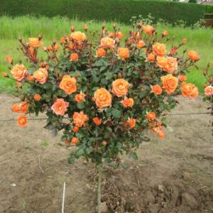 Wild Fire Standard Rose