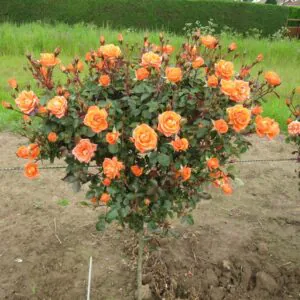 Wild Fire Standard Rose
