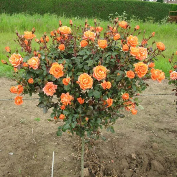 Wild Fire Standard Rose
