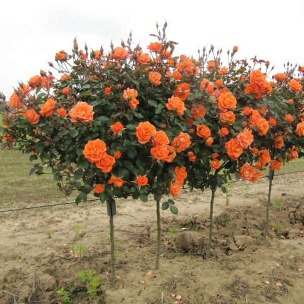 Wild Fire Standard Rose
