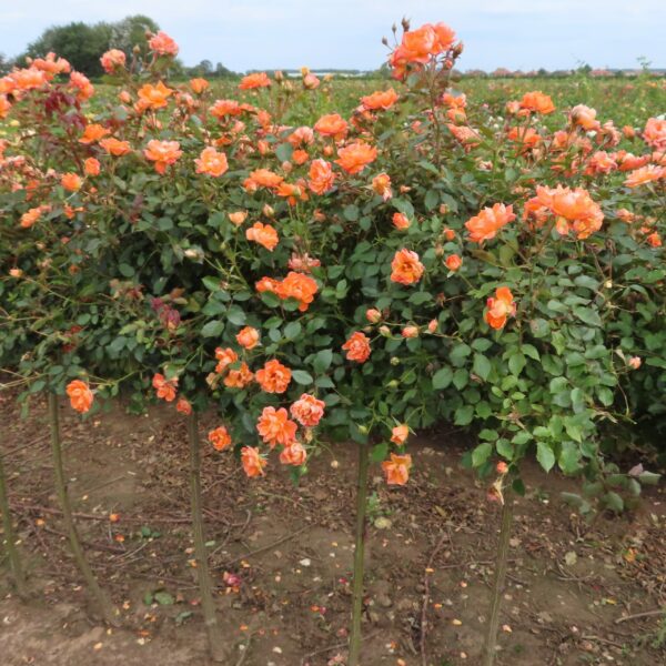 Wild Fire Standard Rose