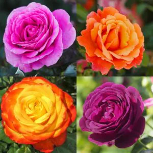 Bright Colours Rose Container Collection