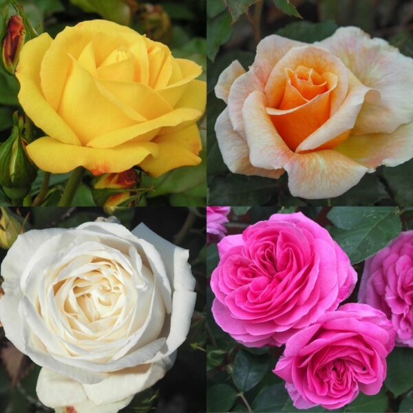 Mixed Rose Container Collection