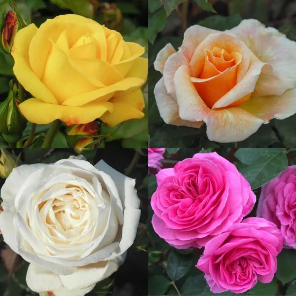 Mixed Rose Container Collection