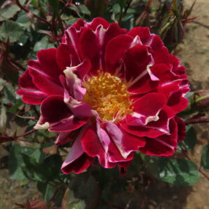 Andrew - Image 6
