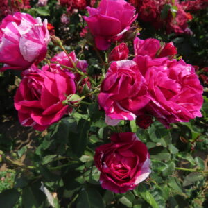 Carol - Image 5