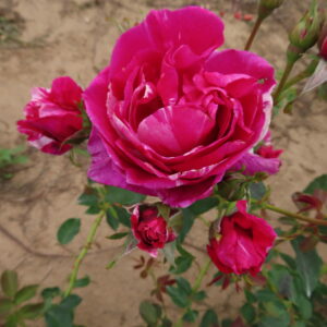 Carol - Image 2