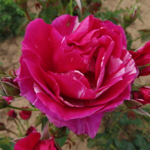 Carol - Image 3