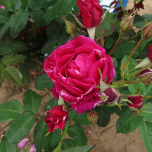 Carol - Image 4