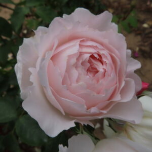 Desdemona - Image 4
