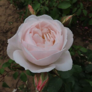 Desdemona - Image 5