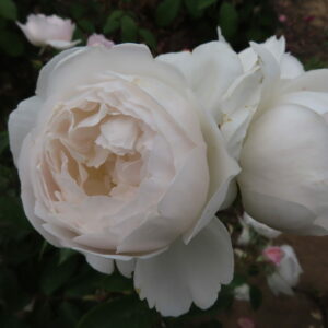 Desdemona - Image 6